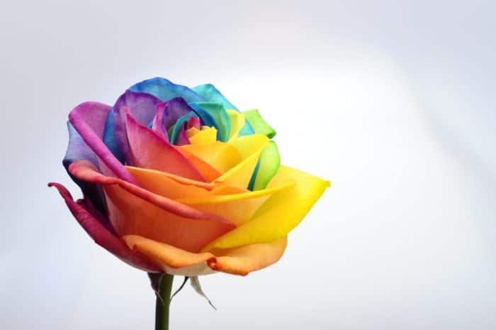 A colorful rose