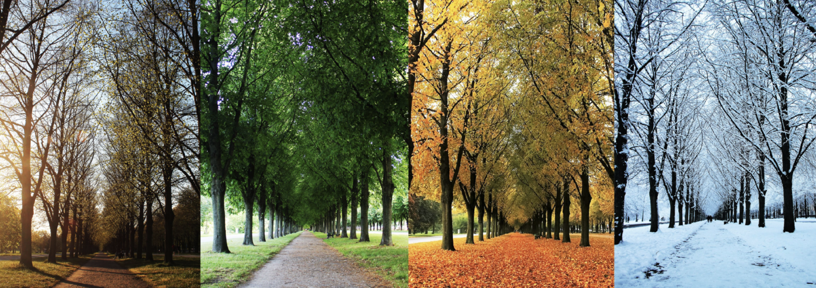 view of a road and trees in four different seasons